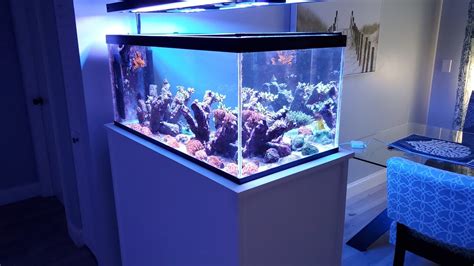 It is well suited to keeping some of the most popular freshwater fish including Zebra Danios and Sparkling Gouramis. . 40 gallon peninsula tank